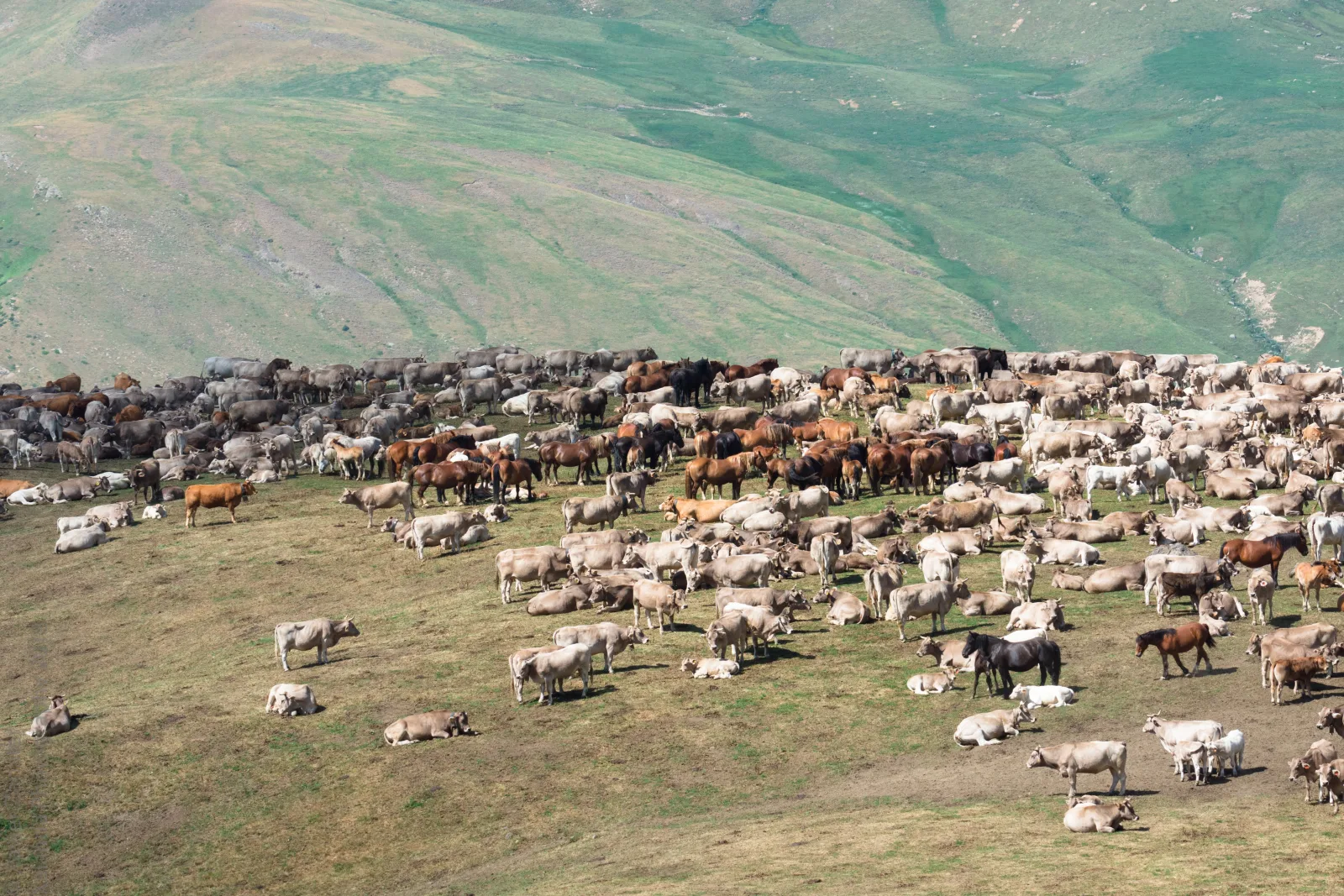 Bestiar a la muntanya de Castanesa, agost del 2018.